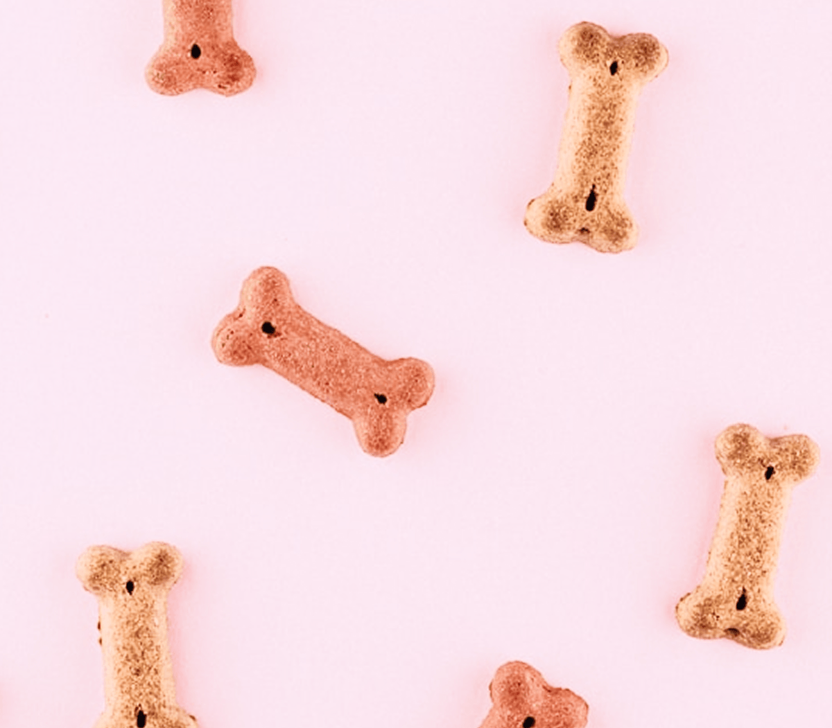 WHY CRUNCHY BAKED BISCUITS KEEP EVERY CAT HAPPY AND SATISFIED AT HOME