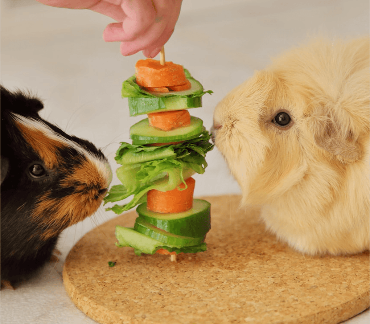 FRESH VEGGIE SKEWERS THAT SMALL FURRY PETS TRULY LOVE TO EAT