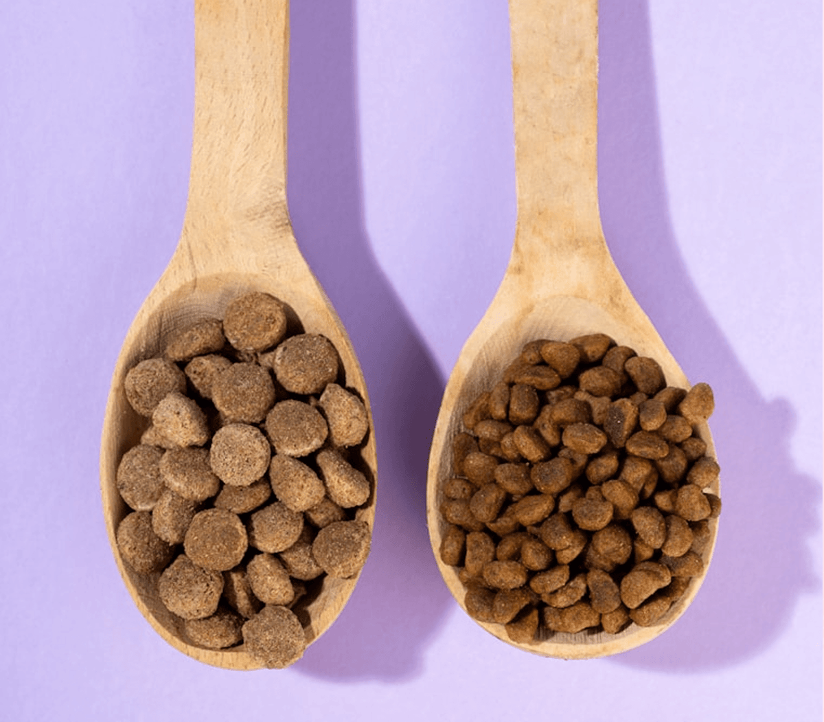 COMPARING KIBBLE SIZES: WHICH ONE REALLY SUITS YOUR CAT THE BEST